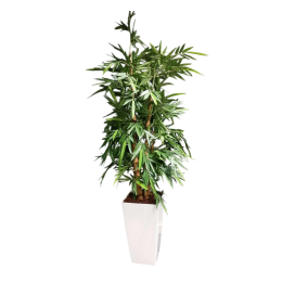 Bamboe in witte pot (kunst)